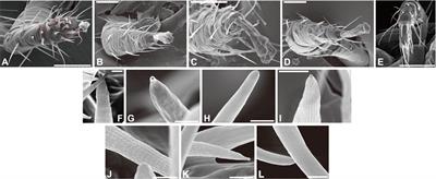 Honey Bee Parasitic Mite Contains the Sensilla-Rich Sensory Organ on the Foreleg Tarsus Expressing Ionotropic Receptors With Conserved Functions